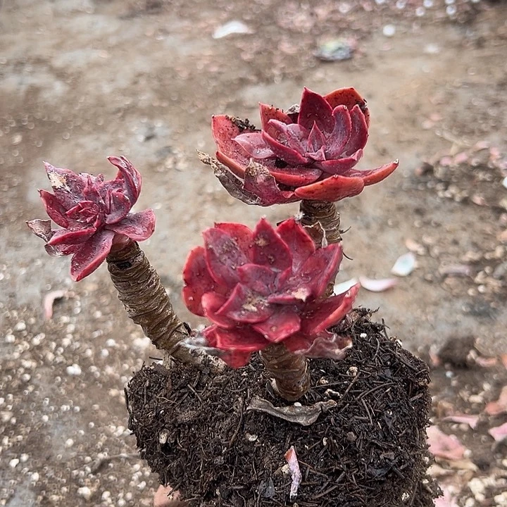 无花朵花伐老桩。