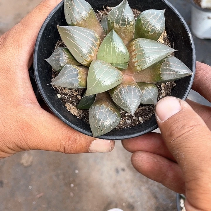 阿旁宫寿福利带盆发货