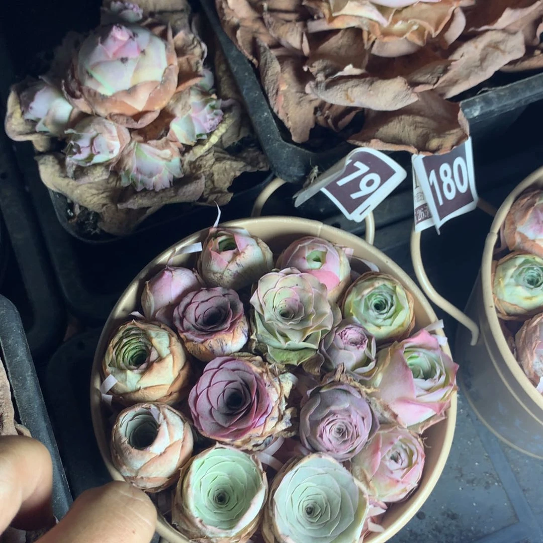 清棚处理福利179