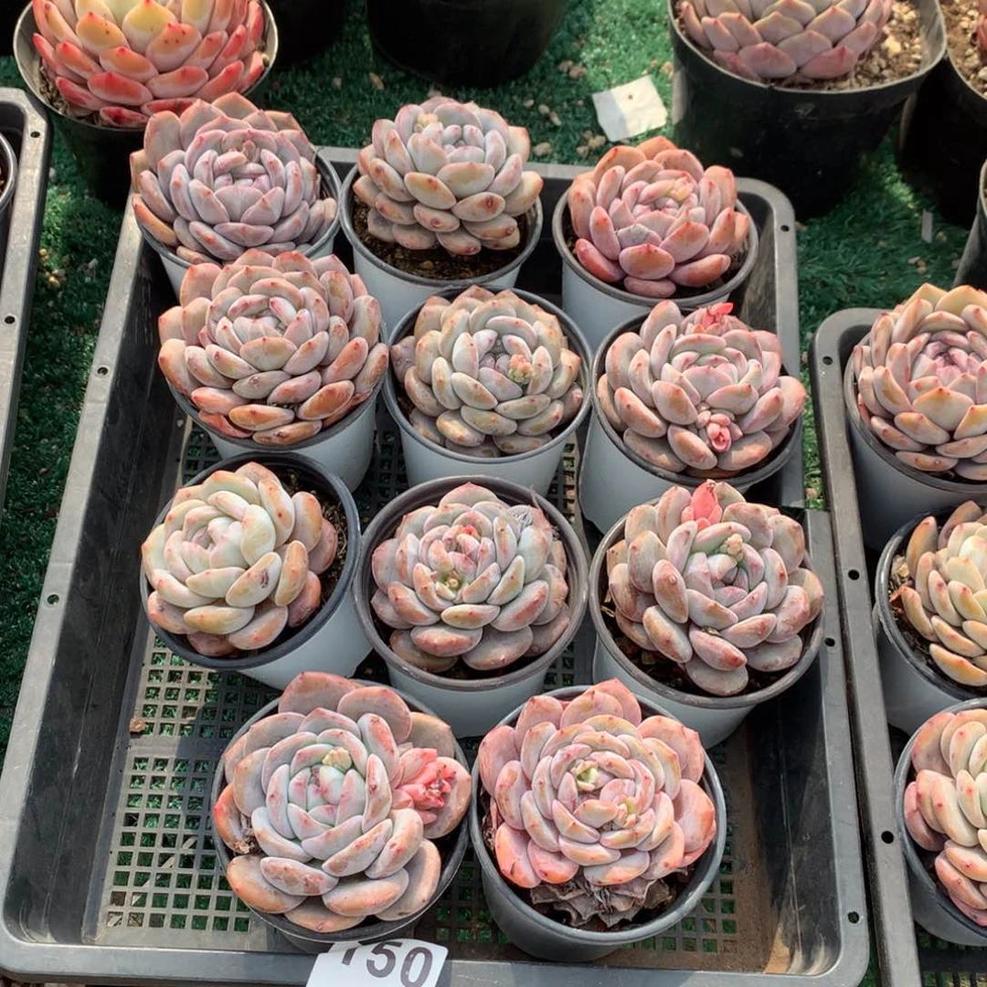 150橙子多肉植物组合