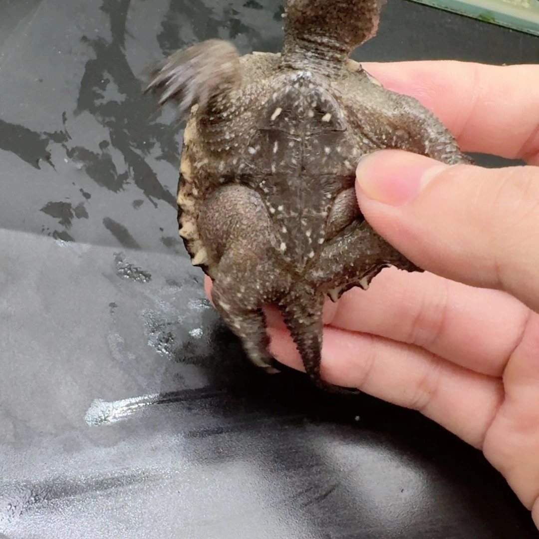 小鳄龟不分公母11