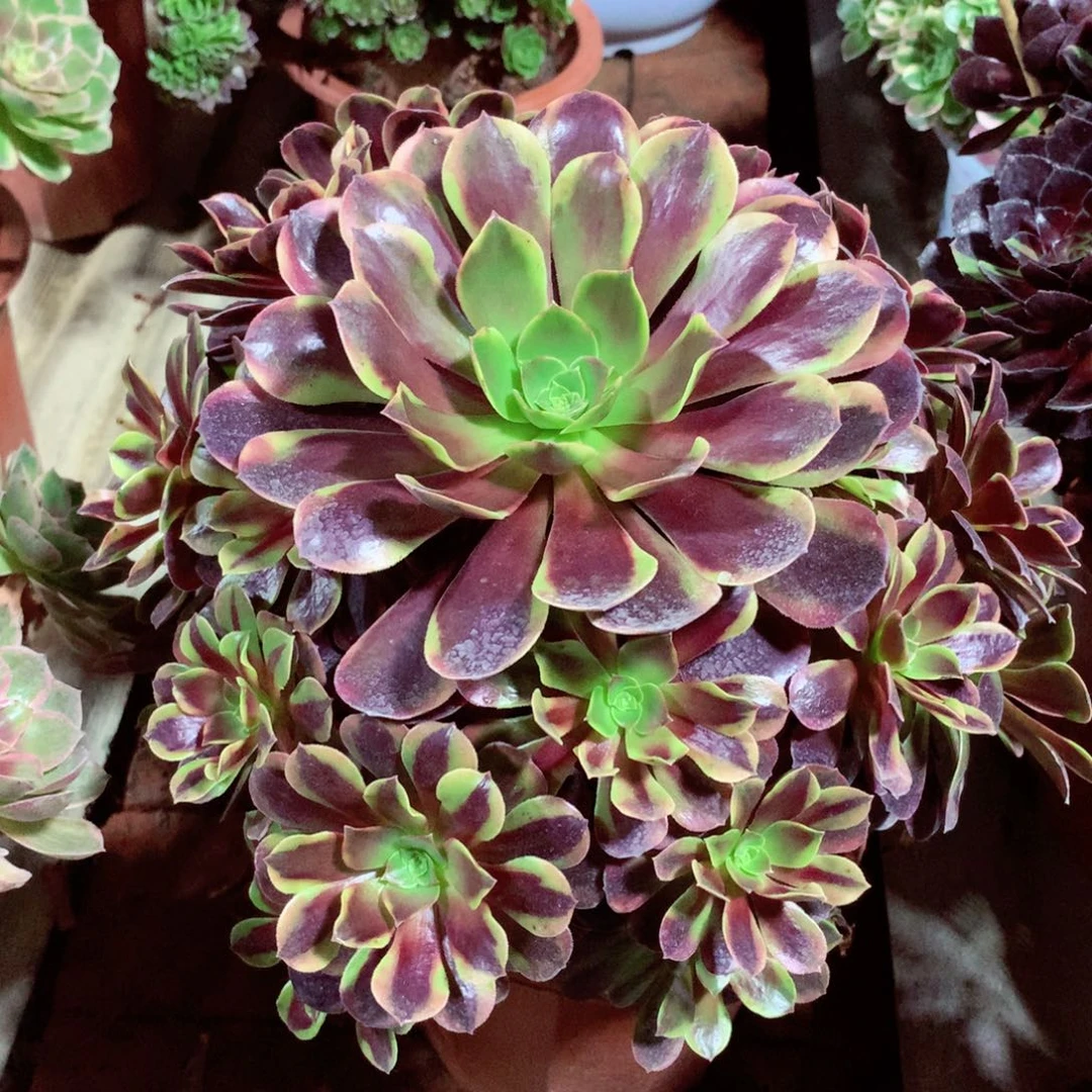 欧佳丽，多肉植物的