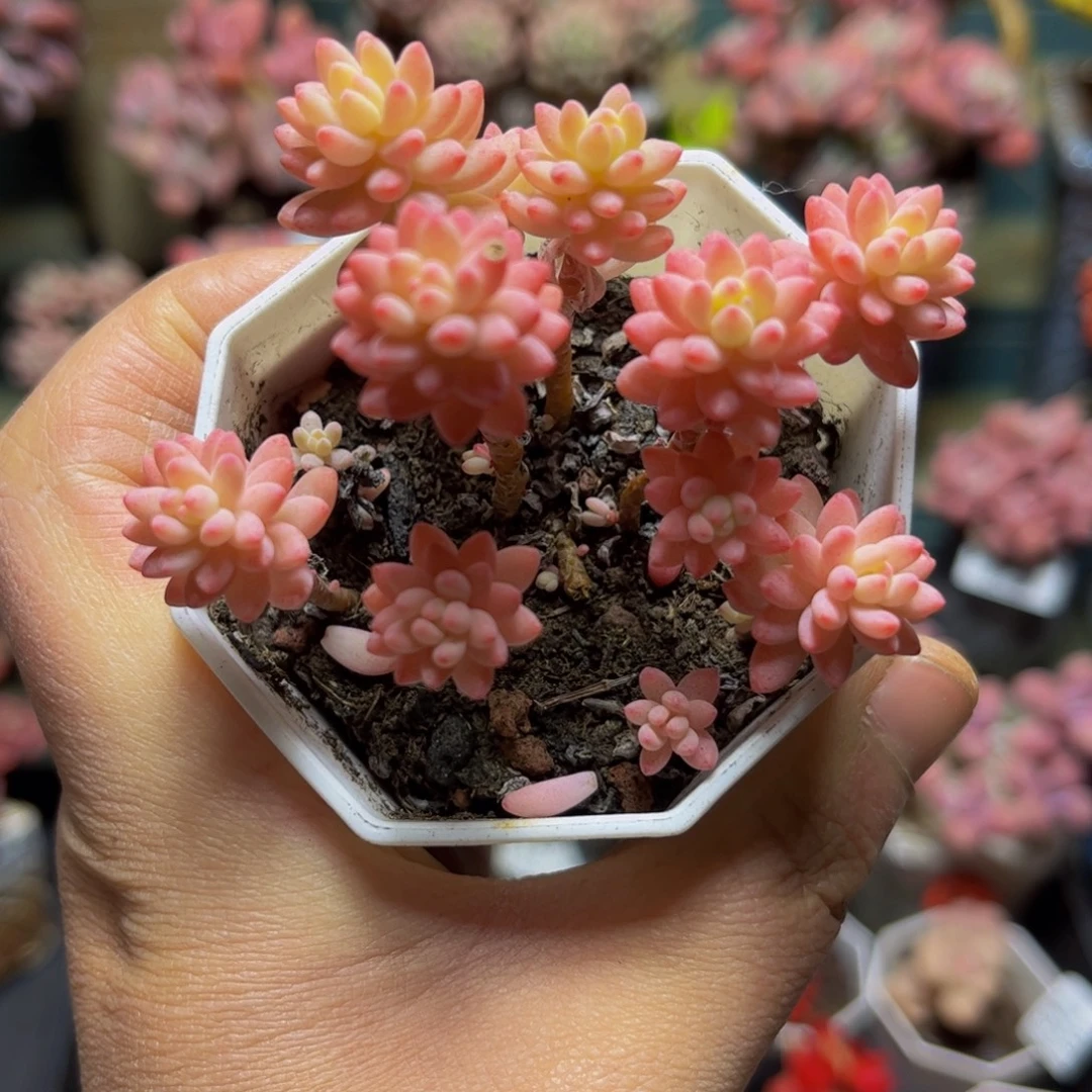 326拼-花团锦7厘米