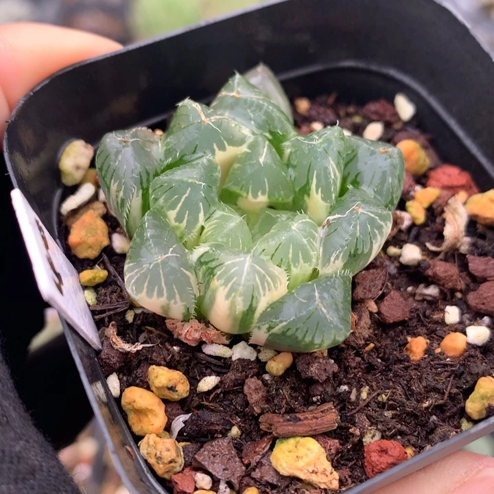 夏末玉露锦，带盆发货