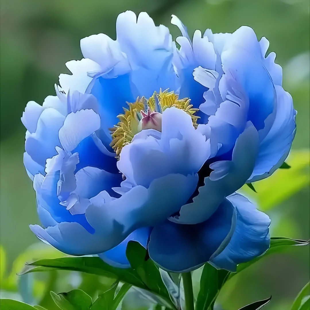 芍药花盆栽重瓣浓香芍药根庭院花卉开花室外阳台耐寒植物四季菏泽