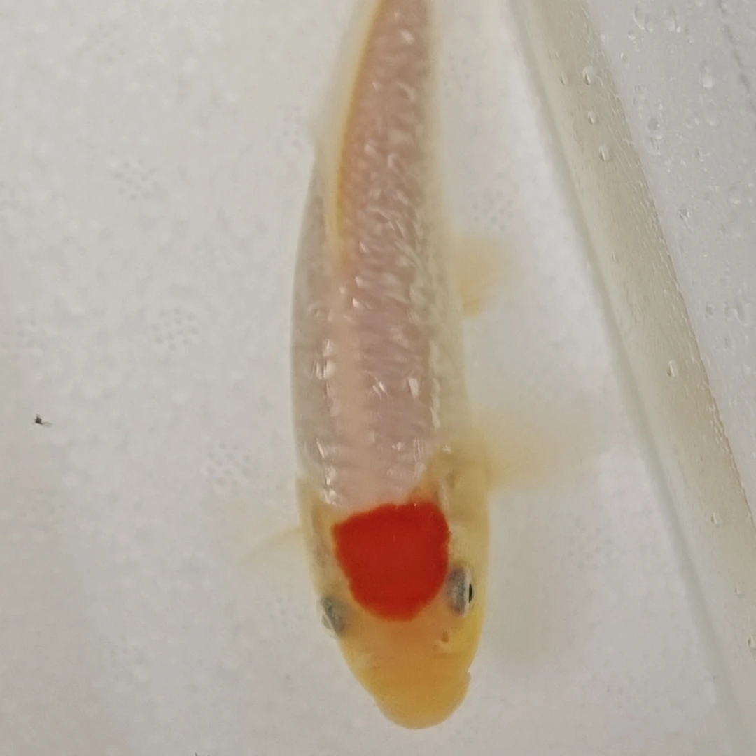 红白闪鳞单顶锦鲤冷水观赏鱼