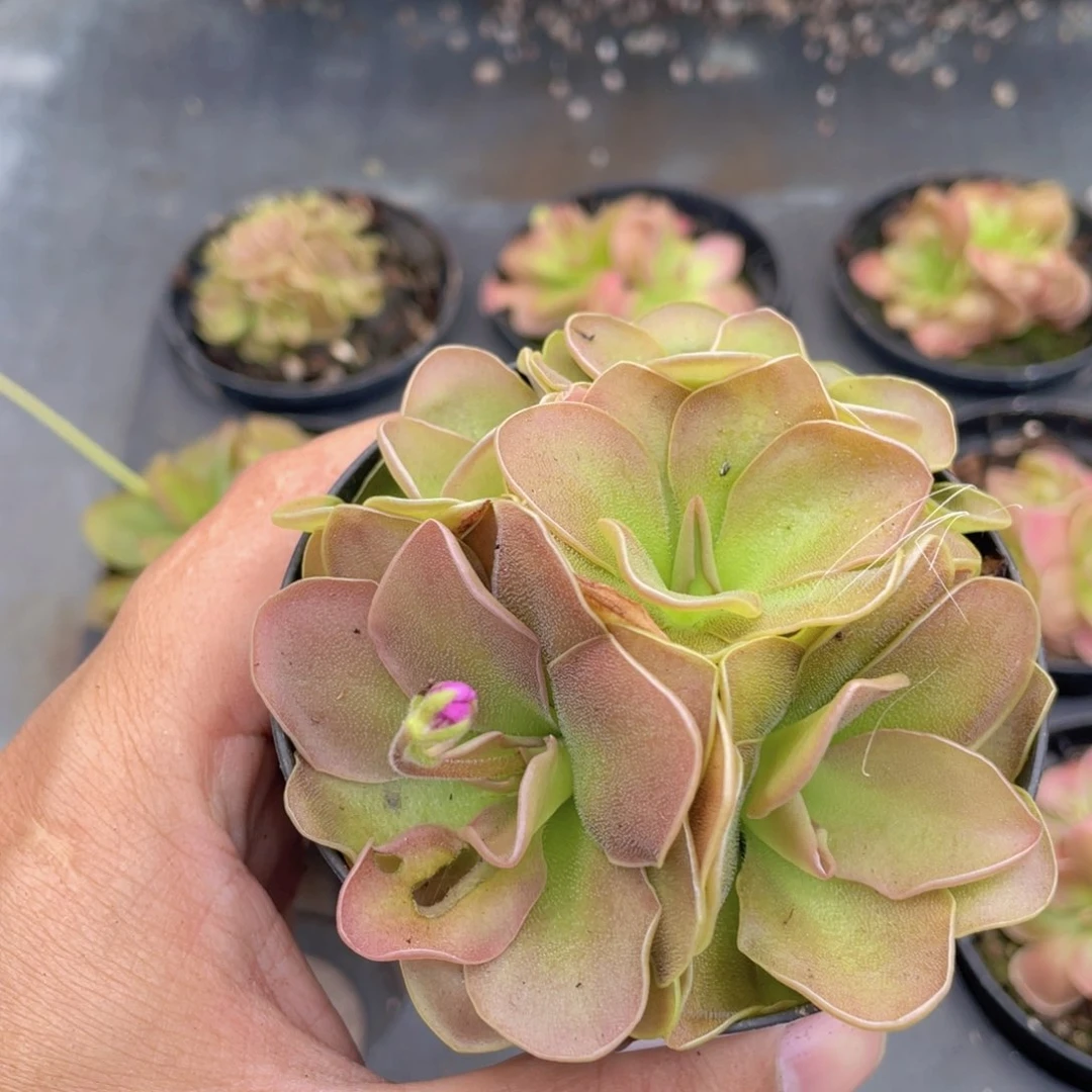 云糖心多肉植物70