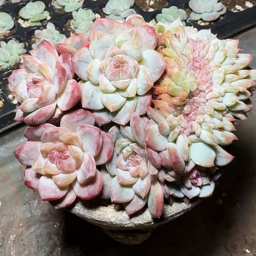 树****?小幸运专拍冰魄缀