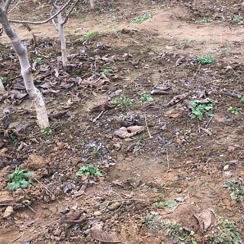 小***学磨盘5南疆1文玩核桃树苗