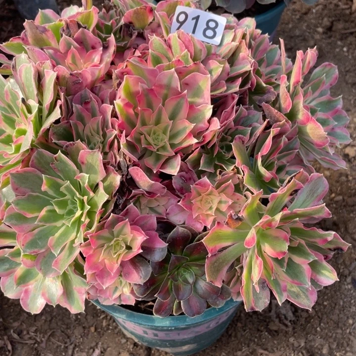 918夜落莎多肉植物