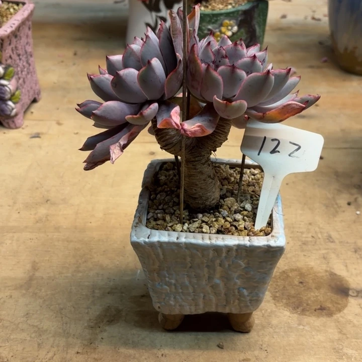 多肉植物，赫拉122号