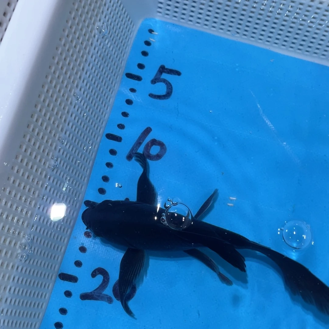 蝴蝶鲤蝴蝶锦鲤包邮包邮