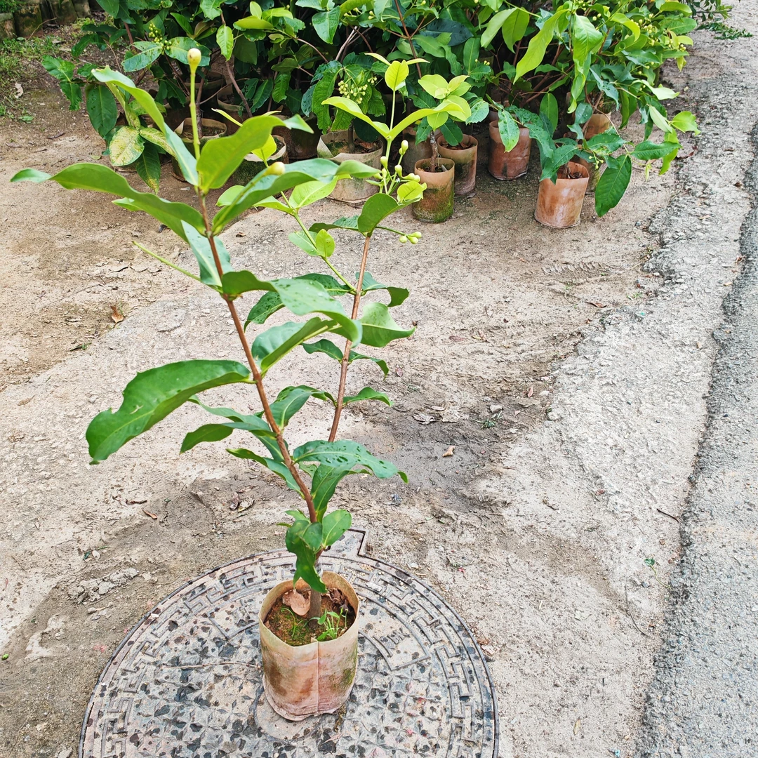 大果莲雾树苗黑糖芭比莲雾树嫁接苗营养杯苗南方四季种植当年挂果