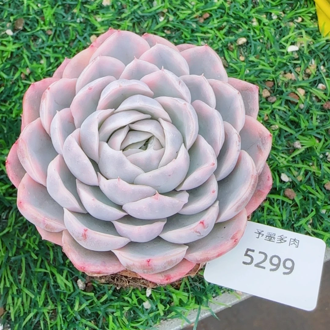 雪球锦，5299多肉植物