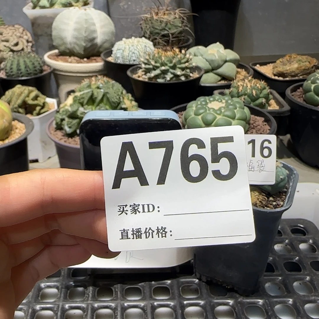 凉***开实生仙人球特价一颗