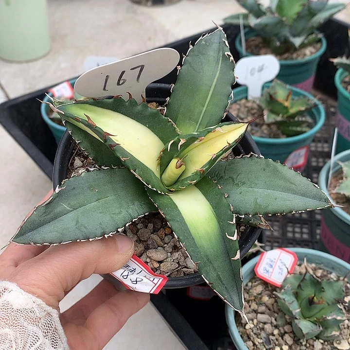 167狂刺夕映16公分哈哈哈哈