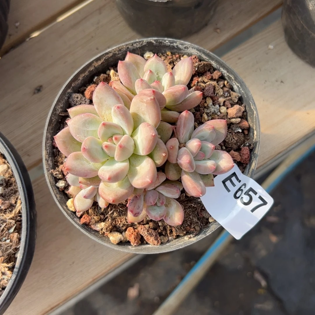 ****⁵657 多肉植物组合盆栽