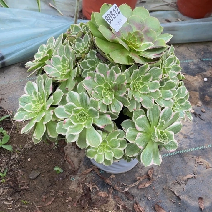 512水蜜桃多肉植物瑕疵不包断枝