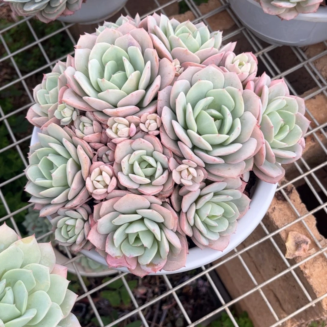 好姑娘多肉园艺，恋曲