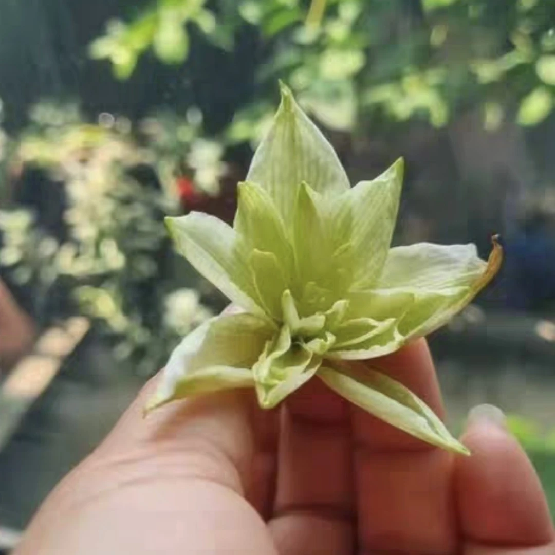 朱顶红-越南朱NP2干球,只包对版,不包后期养护