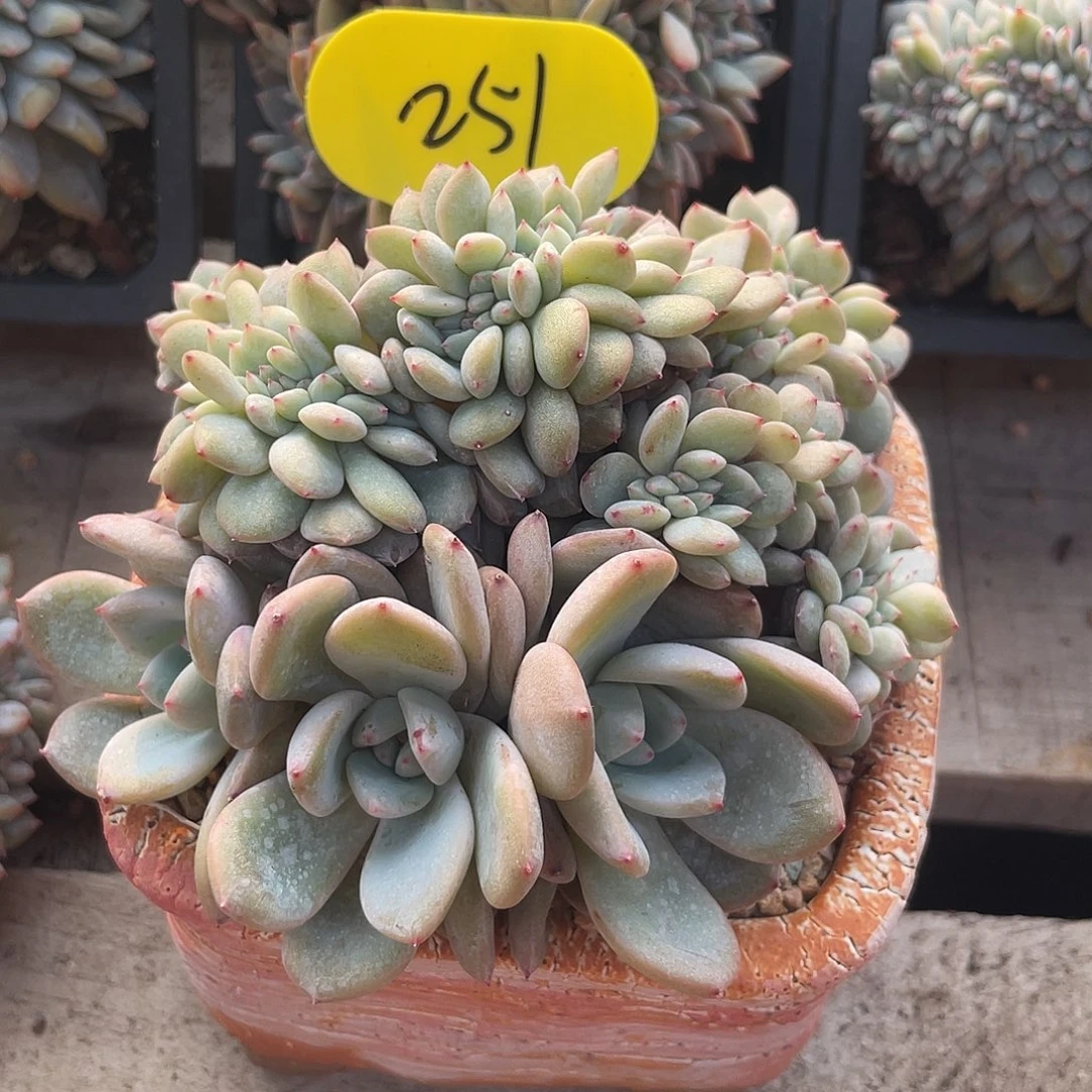 石榴子星影缀化底切251