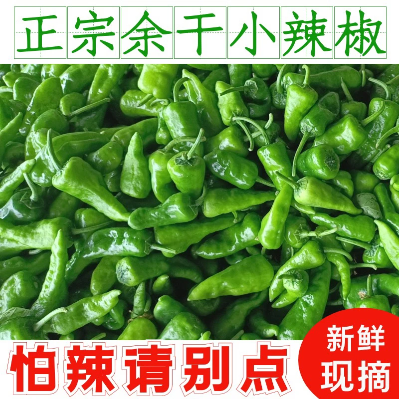 特辣爆辣正宗余干小辣椒新鲜土辣椒现摘薄皮农家青椒广东产地现发