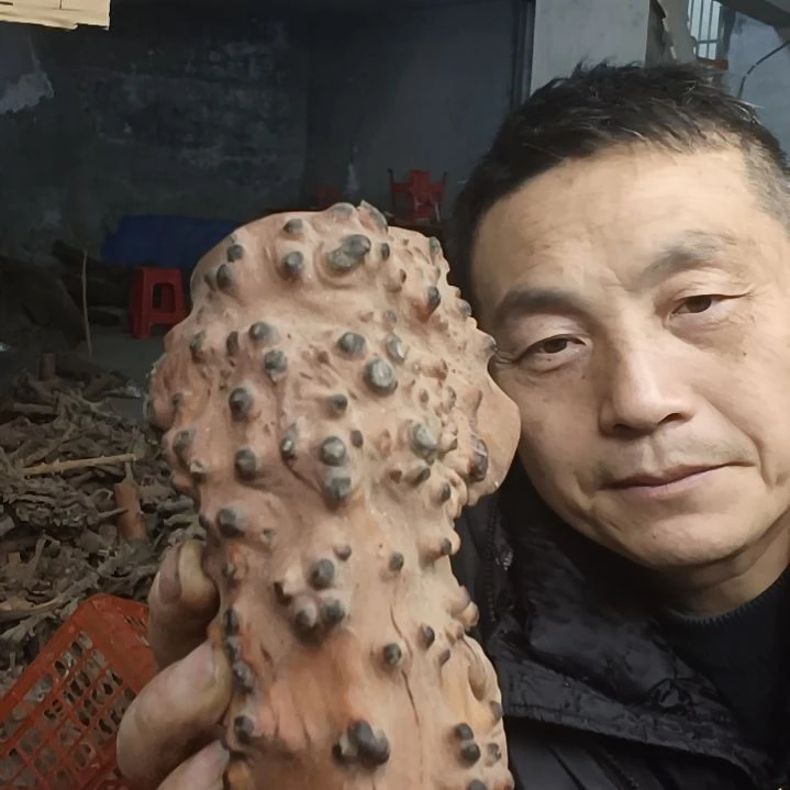 稳定木用****1贵州檬子木   铁马鞭   根艺  半成品