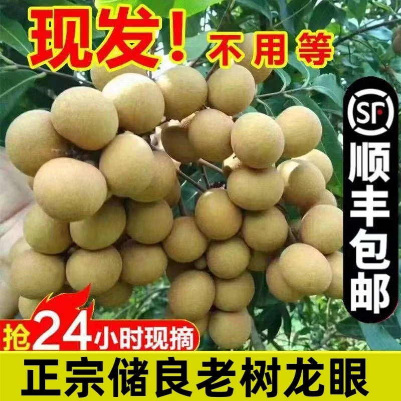 广东正宗储良龙眼新鲜采摘现摘现发清甜爽口当季水果