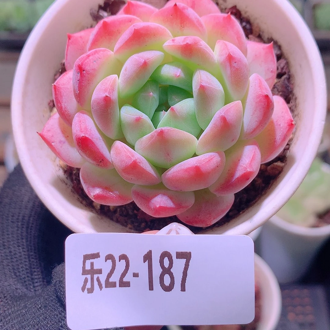 乐然22-187 白桃汽水
