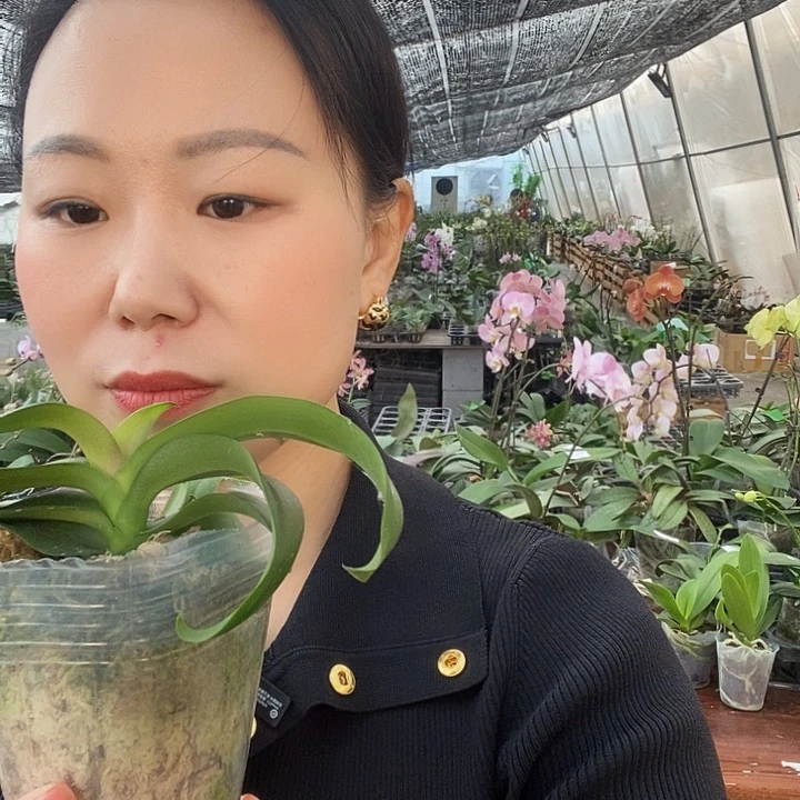 无花朵砂糖橘蝴蝶兰