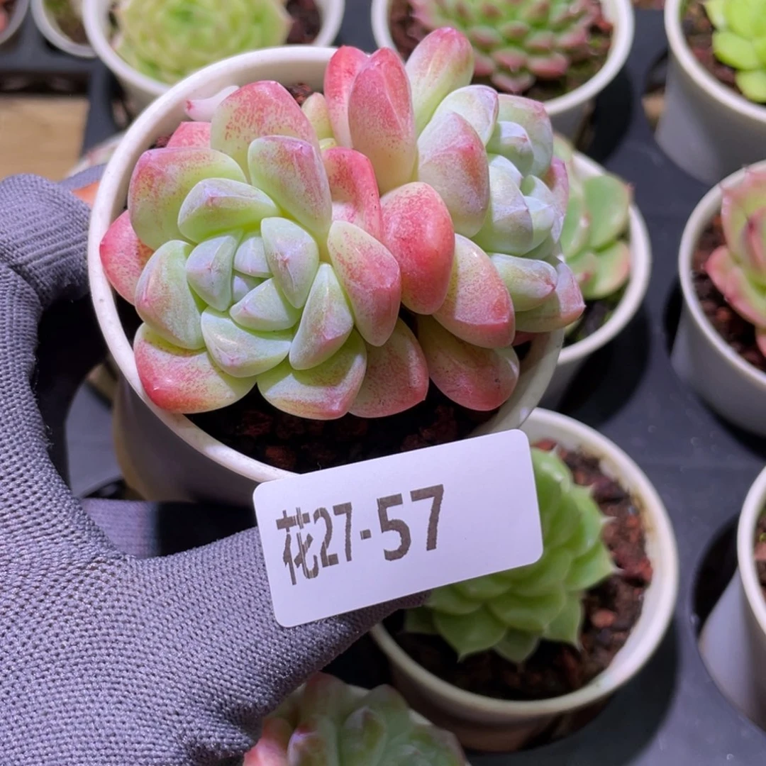 花利美27-57冰玉