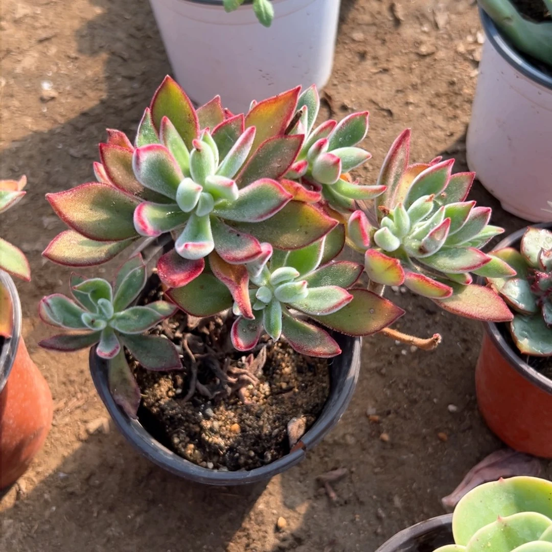 多肉亩植物在我哦哦