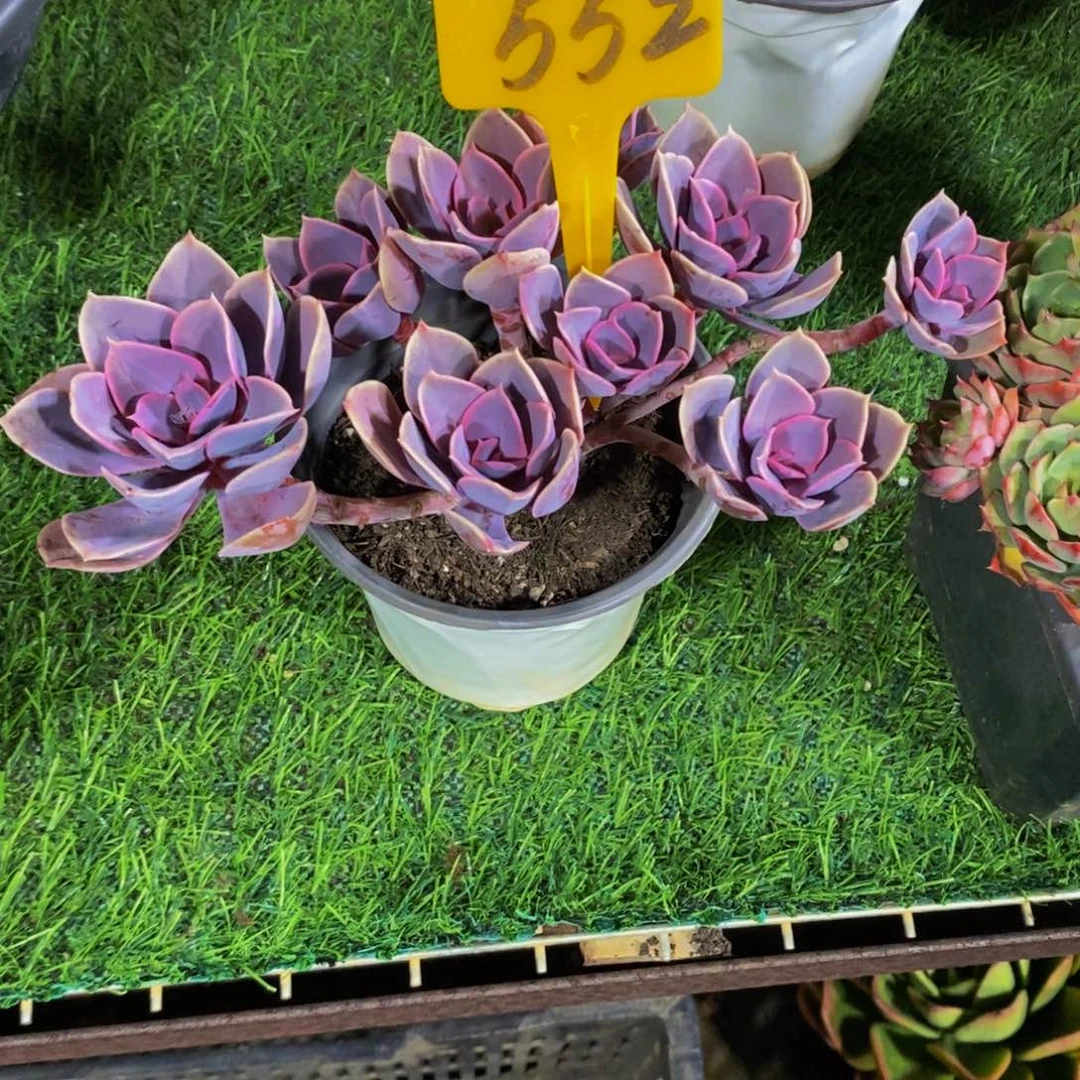 *****紫丁香552。