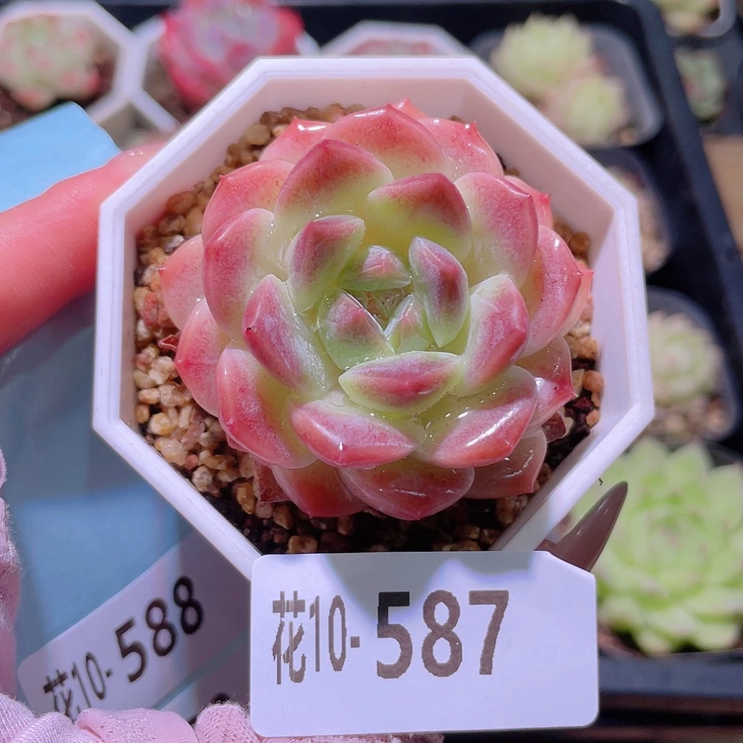 花利美10-587秘境冰魄