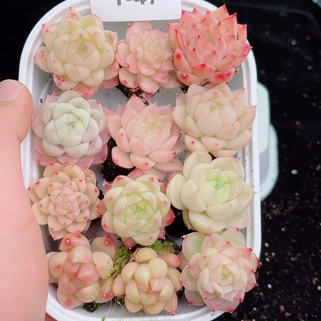 1-47 新疆西藏内蒙不发 12.8包邮