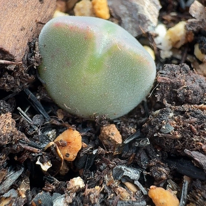 老马生石花空蝉999