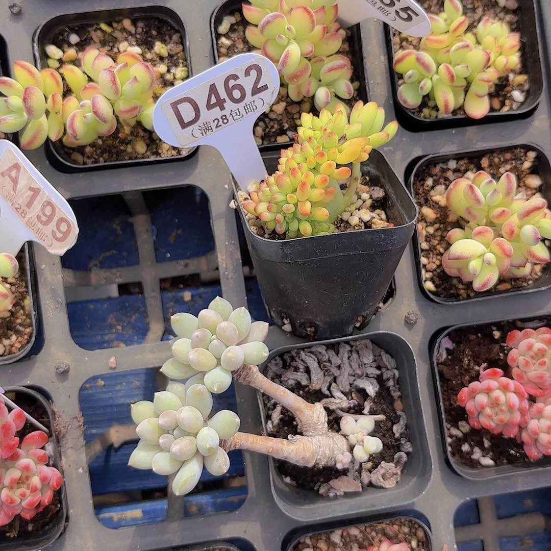 D462春梦缀一物一拍