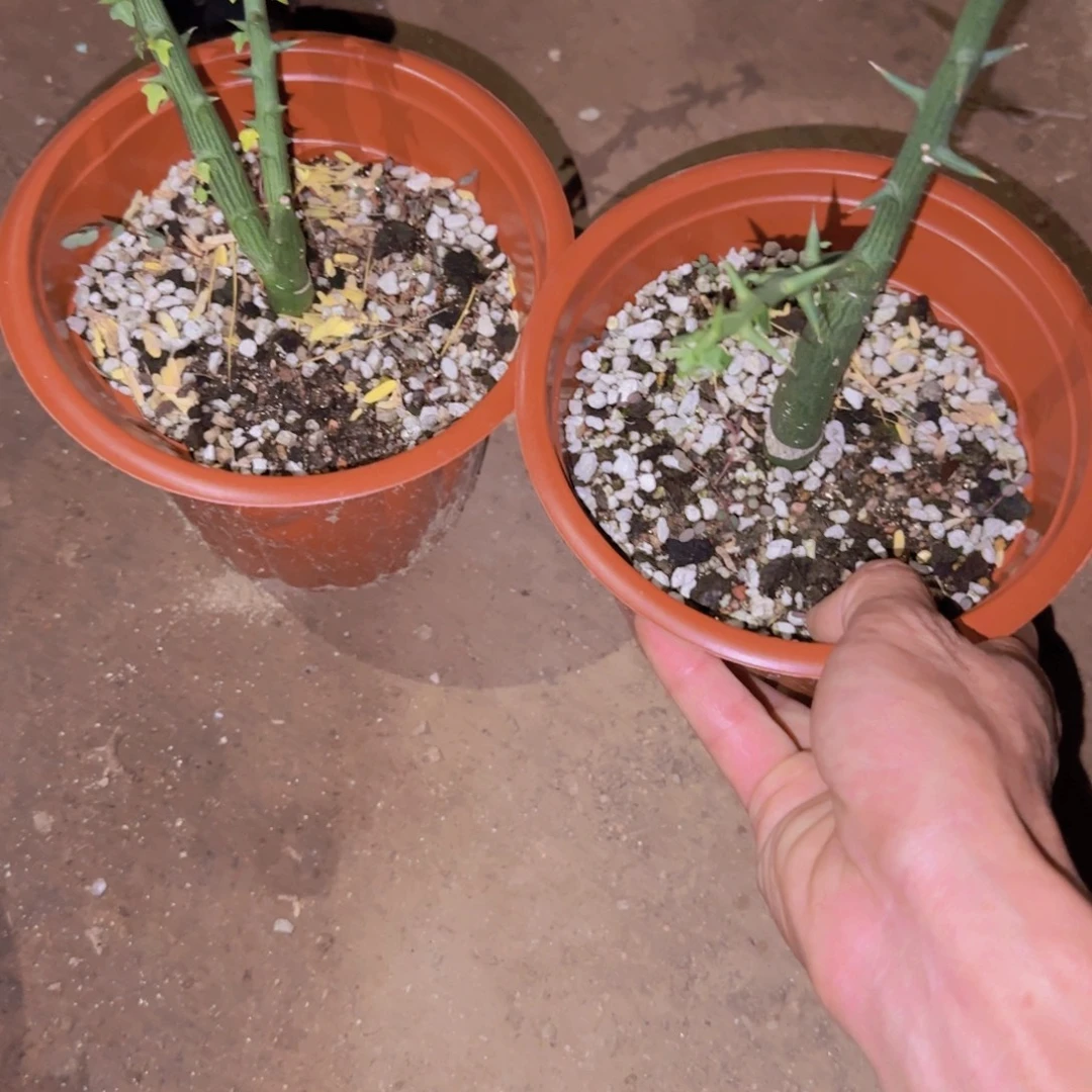 刘***力块根植物块根植物