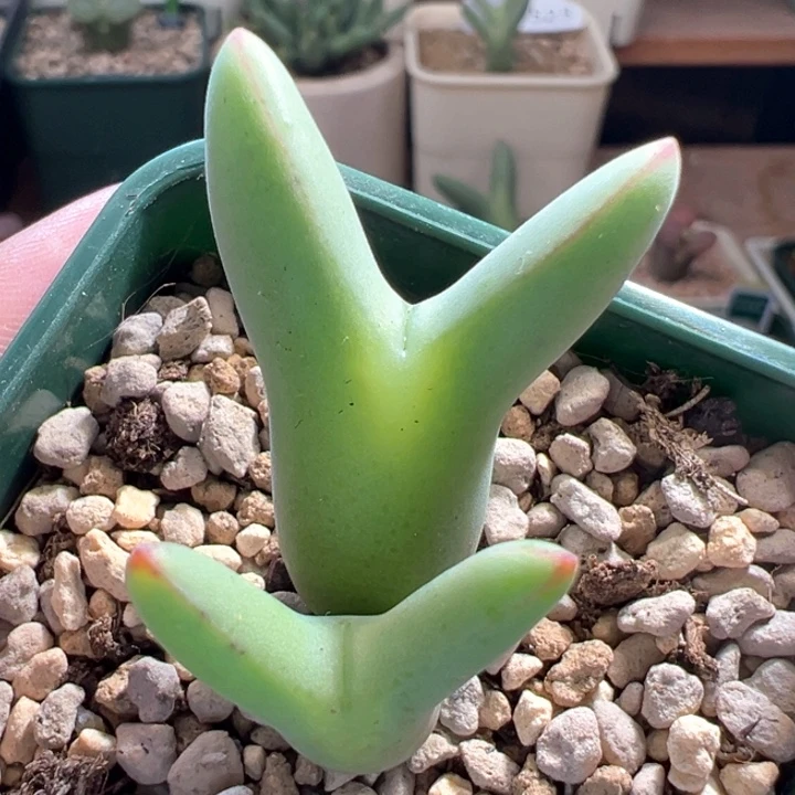 A834.  优选正版超尖耳皮卡丘。