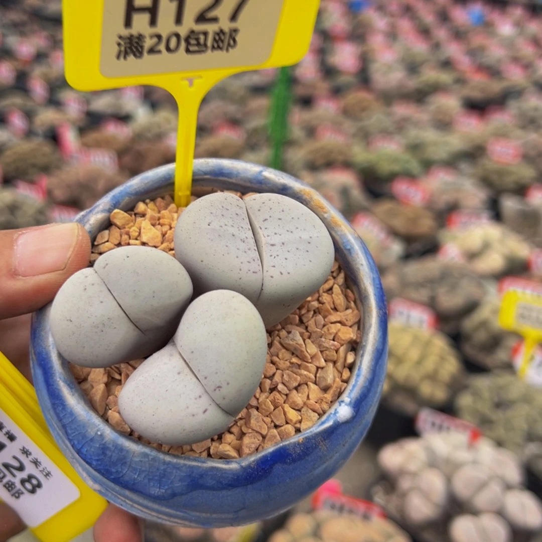 127 生石花大群生大群生