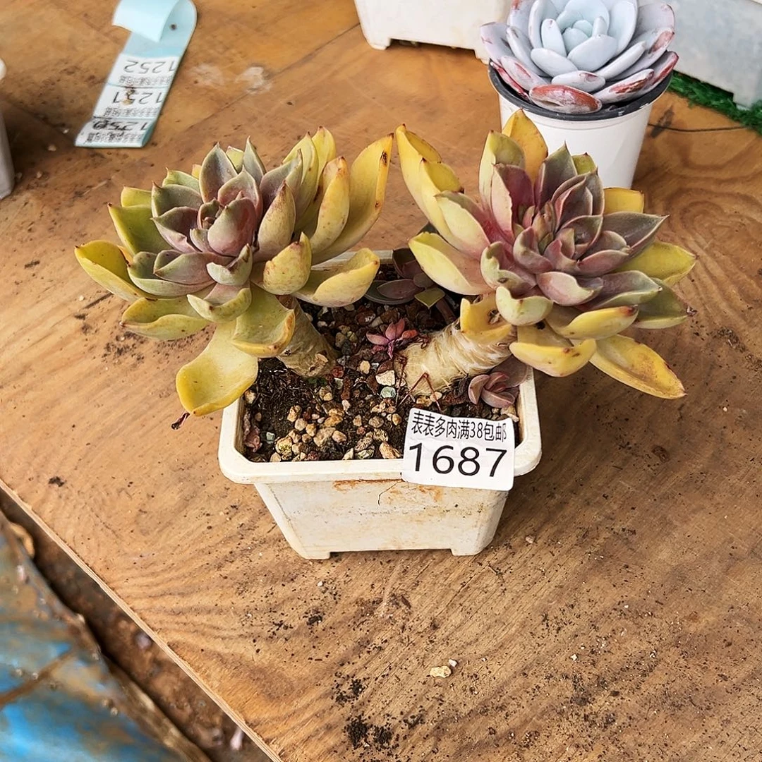 迁***生无花朵多肉一物一拍植物