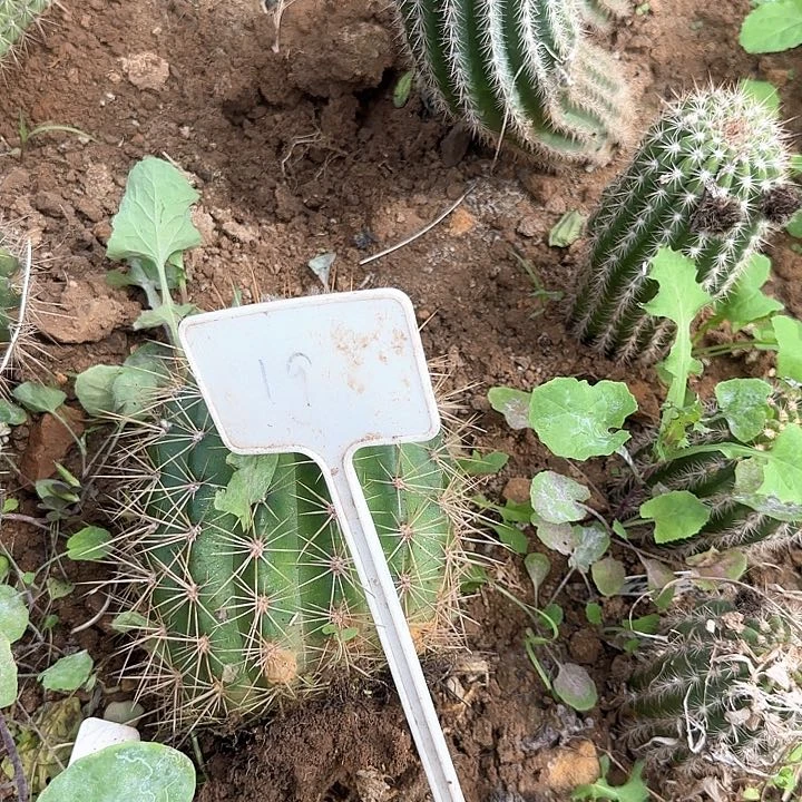 熊****熊19号毛花柱12号68