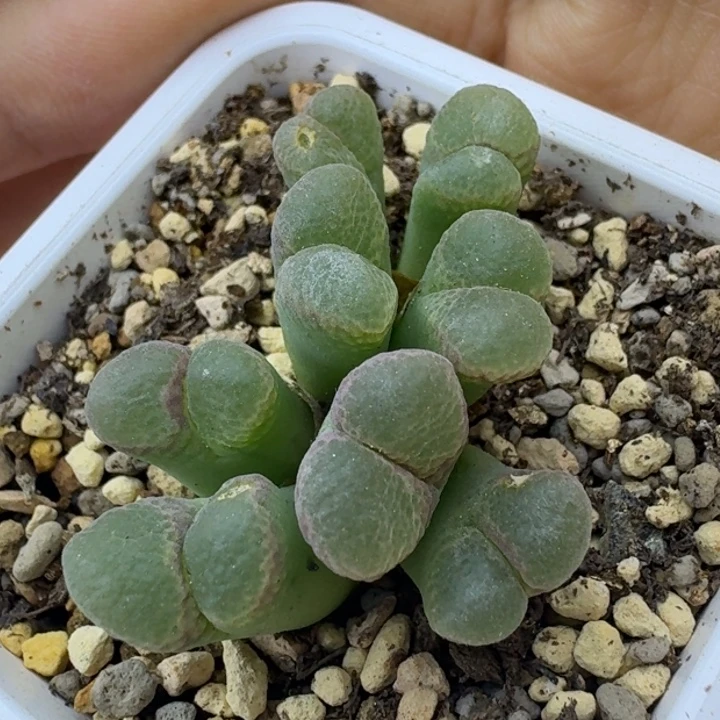 82号风铃群一物一拍