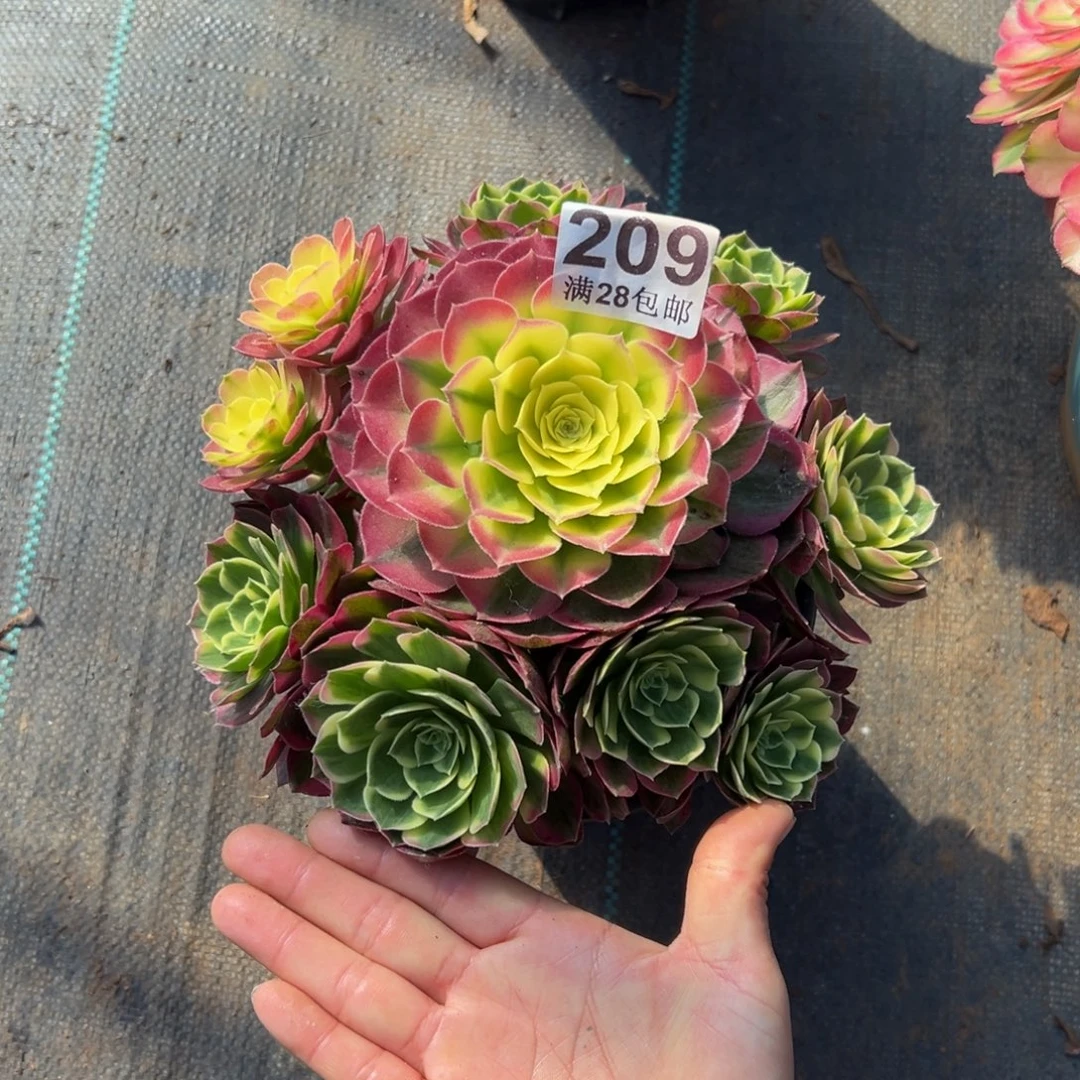 多肉植物209海仙的