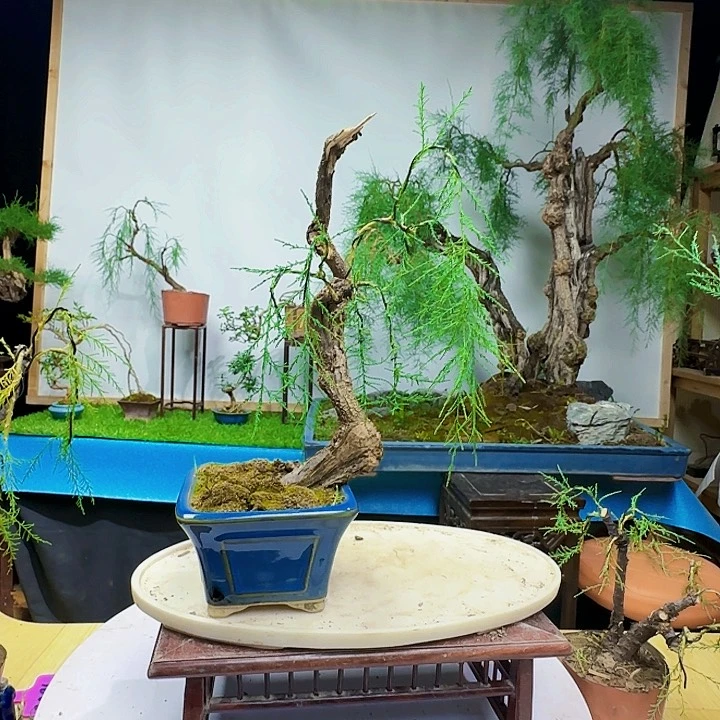 品***生三春柳柽柳地方干活季军