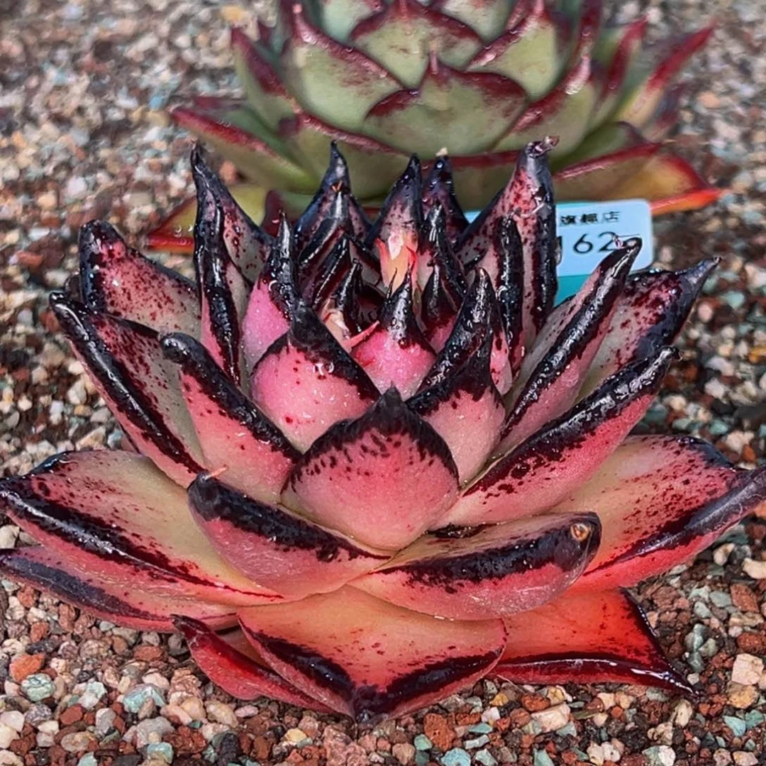 从前慢多肉精选编号0305.162