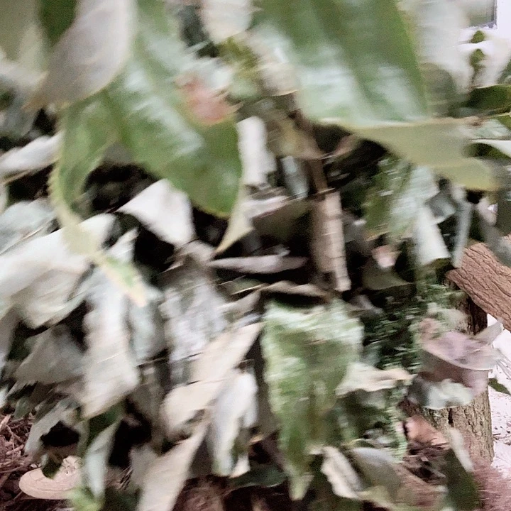 完全开放三支九叶草干1斤