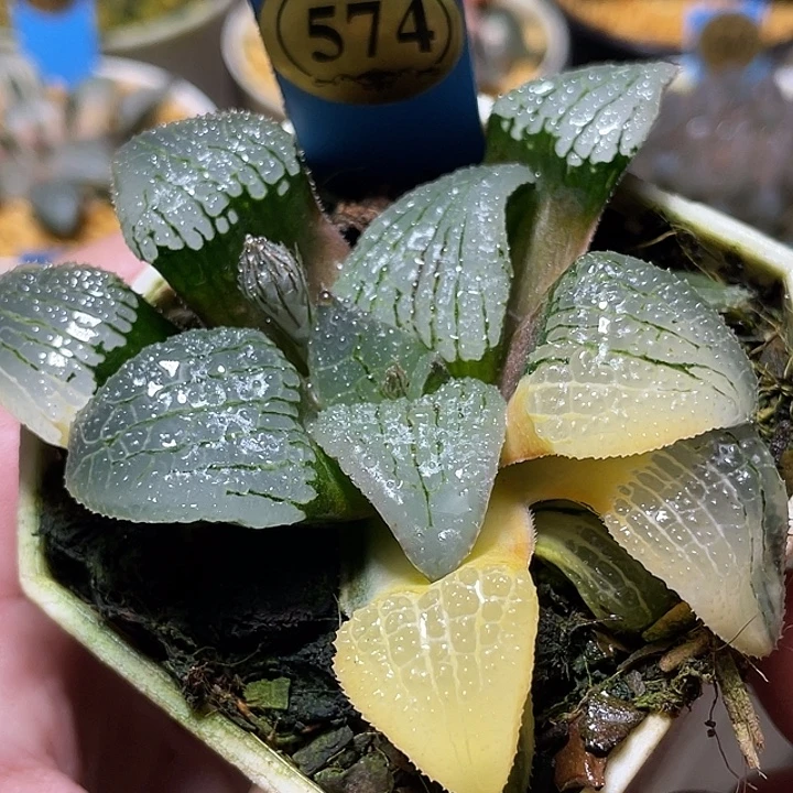 574天空之镜锦福利