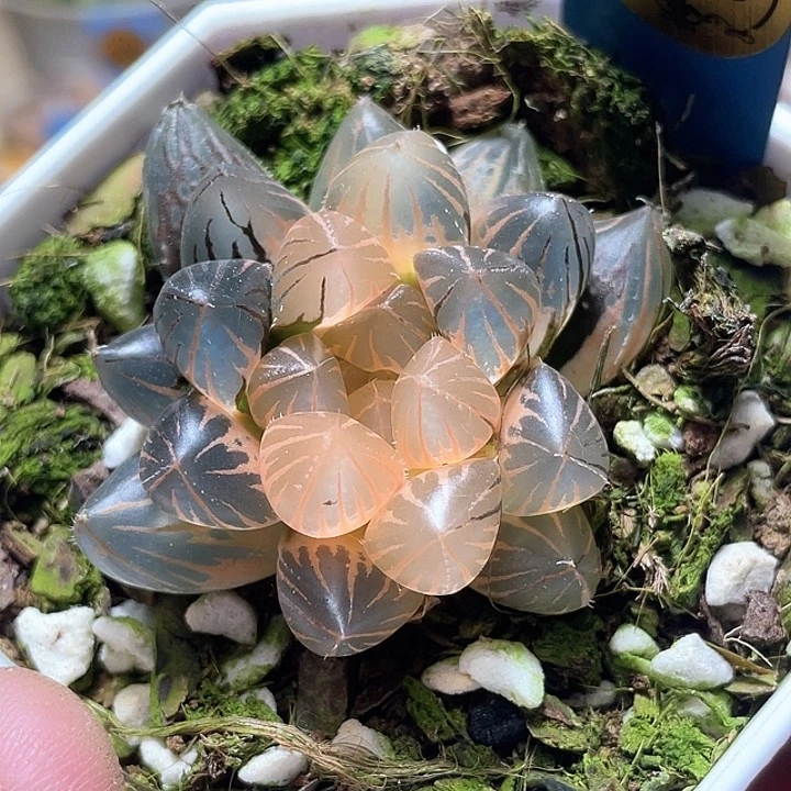 745糊斑霓虹灯锦特选福利