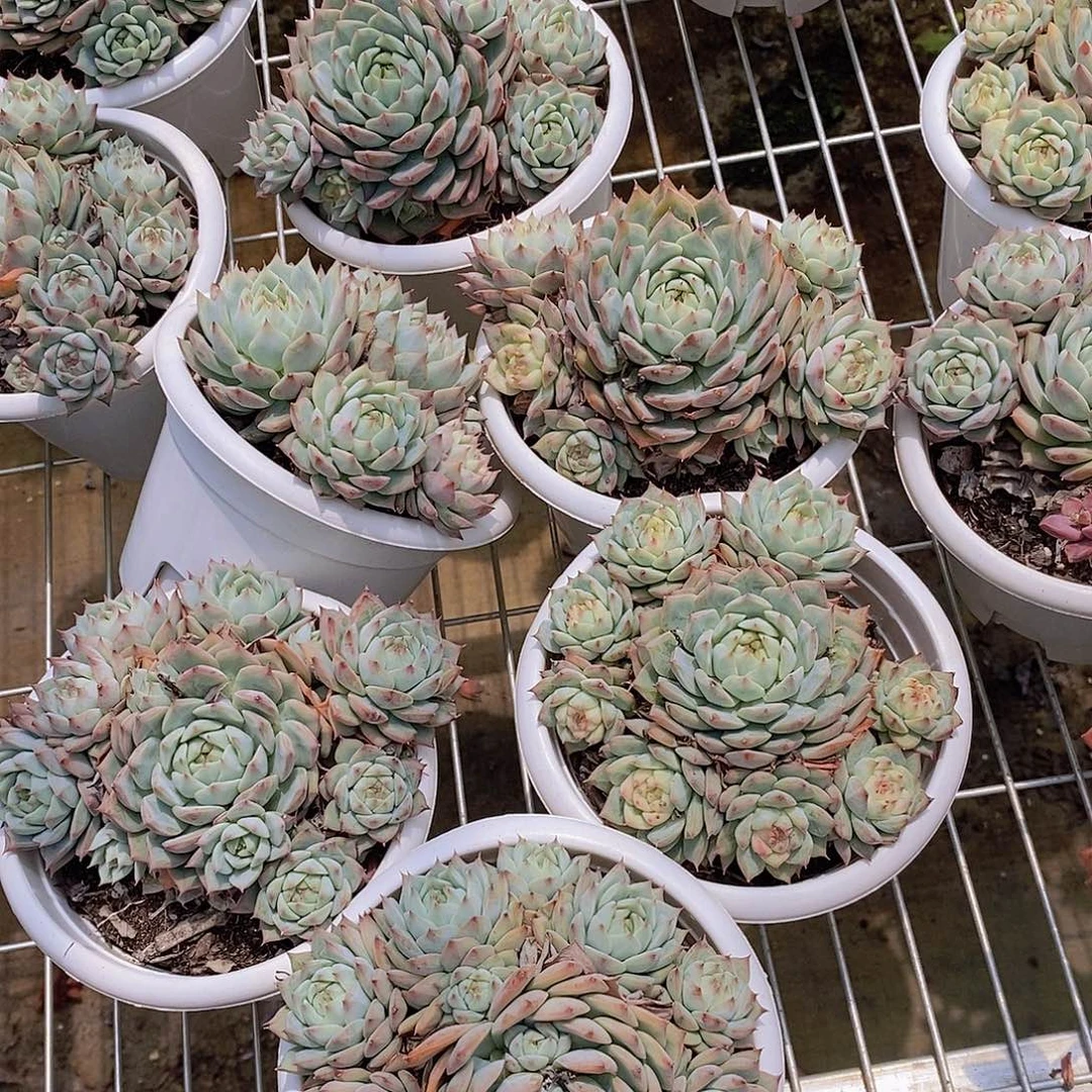 tp精品多肉多头精品